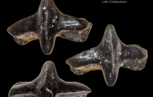 POC-x-Ischyrhiza-schneideri
