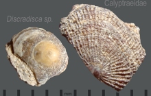 Discradisca