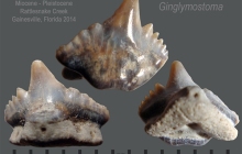 Ginglymostoma