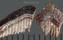 RC2-Aetobatus