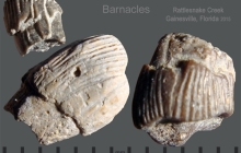 RC2-Barnacles-Cirripedia