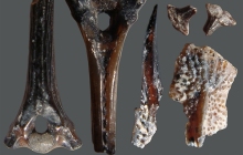 RC2-Fish-spines