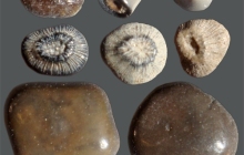 RC2-Fish-teeth-4