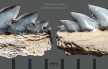 RC2-Notorynchus-sp