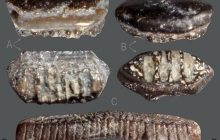 RC2-Ray-pavement-teeth