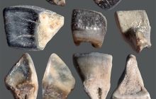 RC2-Sheepshead-teeth