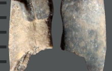 RC2-Triggerfish tooth