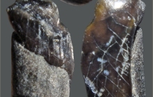 RC2-Triggerfish-tooth-3