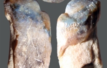 RC2-Triggerfish-tooth