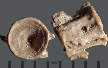 RC2-Vertebra-2