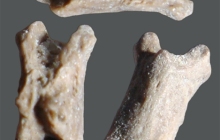 RC2-caudal-vert