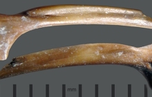 RC2-possible-ilium-bone