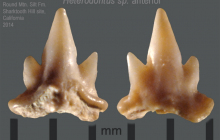 Heterodontus-sp