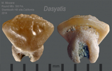 STH-Dasyatis