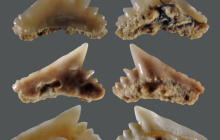 STH-Galeorhinus-sp.