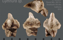 STH-Gymnura-sp.
