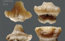 STH-Mobula-sp.