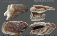 STH-Myliobatis-lateral
