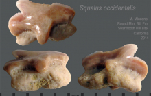 STH-Squalus-occidentalis
