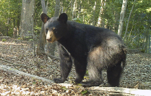 June-bear-2026