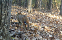 bobcat-series-2