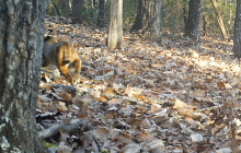 bobcat-series-3