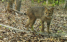 young-bobcat
