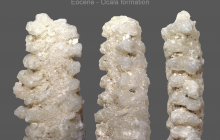 Asterozoa arm fragment
