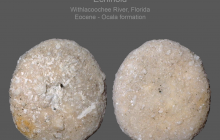 Fibularia vaughni-1