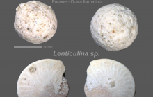 Foraminifera