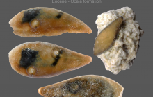 Stomatopod